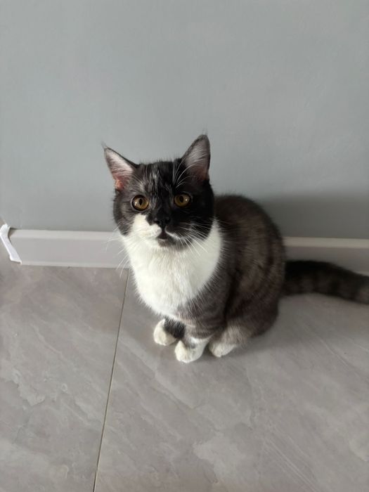 Срочно отдам кошку