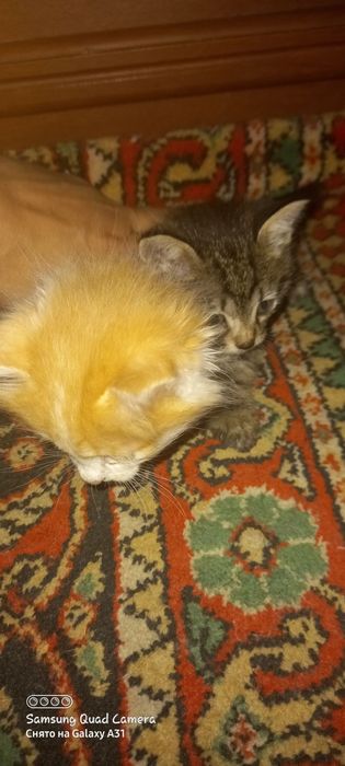 Котята Mushukchalar