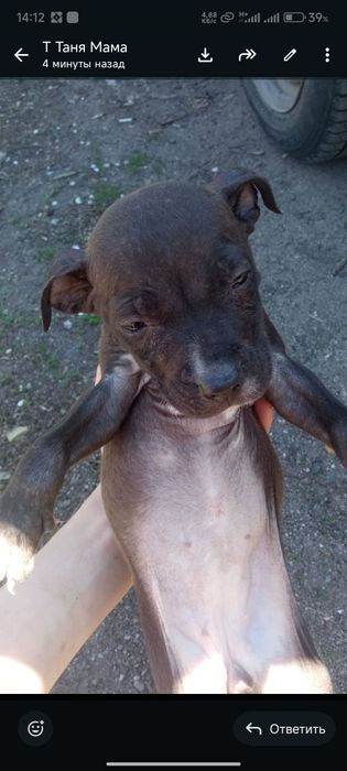 Срочно продам щенков Питбуля . Торг