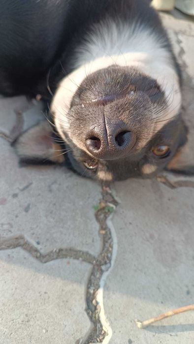 собака бесплатно