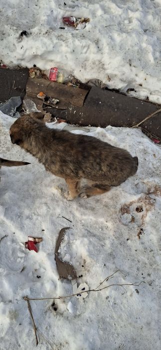 Щеночки ищут свою маму.