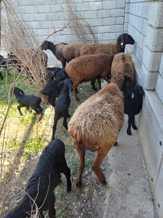 Қозылы қойлар сатылады