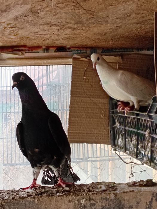 Голубы кептер высоколедный Игра Лед