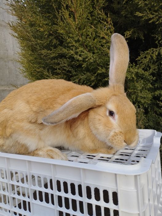 Продаются кролики