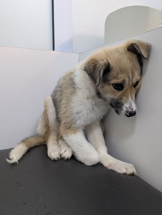 Щенок в добрые руки