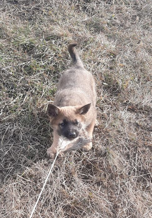 Продам щенка Волкособа!