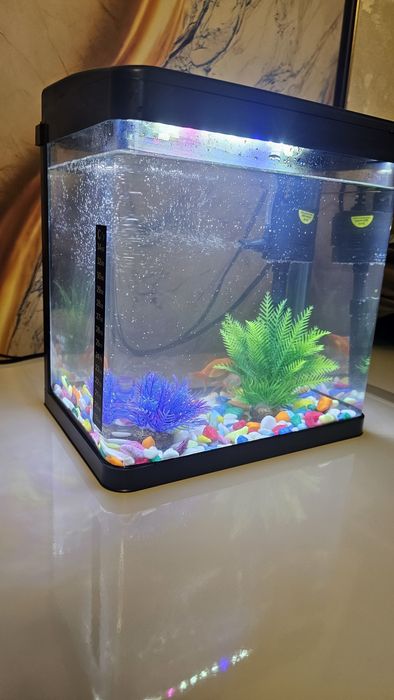 Аквариум Баликлари бн комплект сотилади