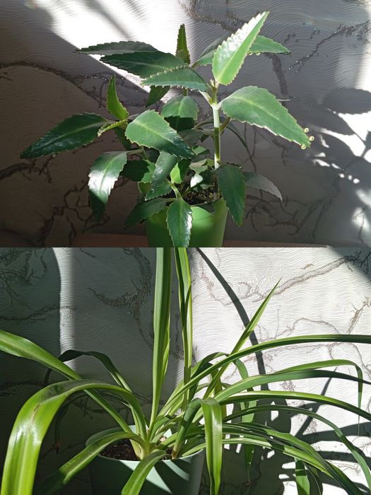 Ухоженные комнатные цветы