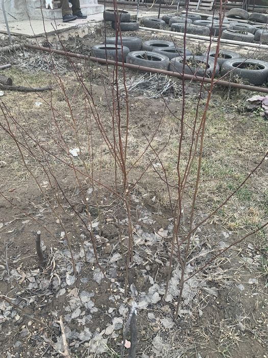 Саженцы абрикоса