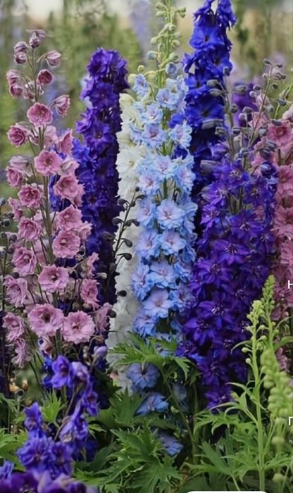 Гул кучат ва уруглар Тошкент