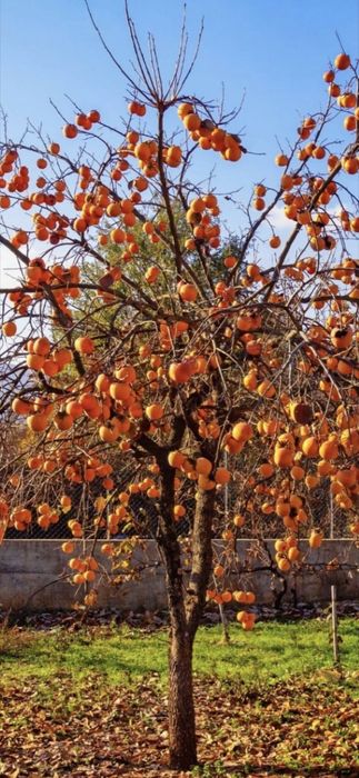 Cais Nuc Chandler Visin Piersic KAKI Rodiu Dud Prun Castan>RO Aronia