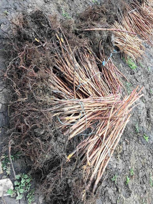 Vindem Butași zmeură și mure