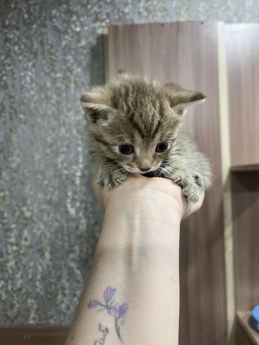 Отдам котят в добрые руки