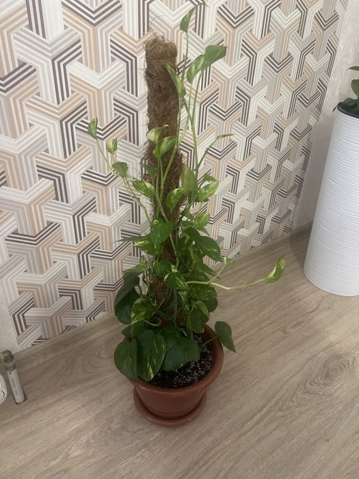 Эпипремнум продам