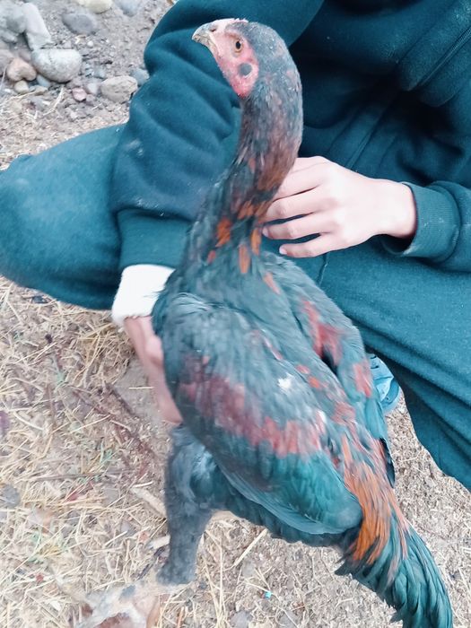 Дакан хуроз сотилади