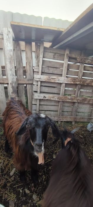 Продам коз , 3 штуки девочки