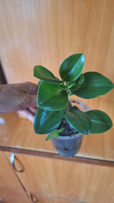 комнатные горшочные цветы