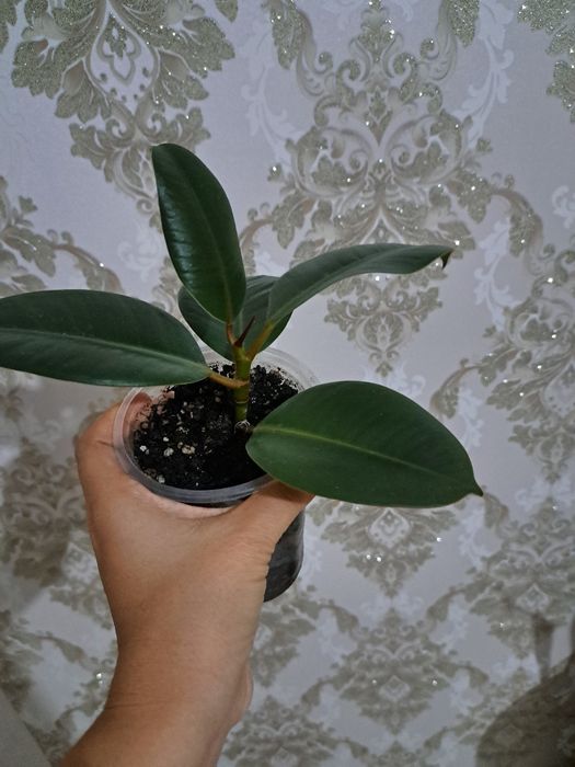 Фикусы разных сортов