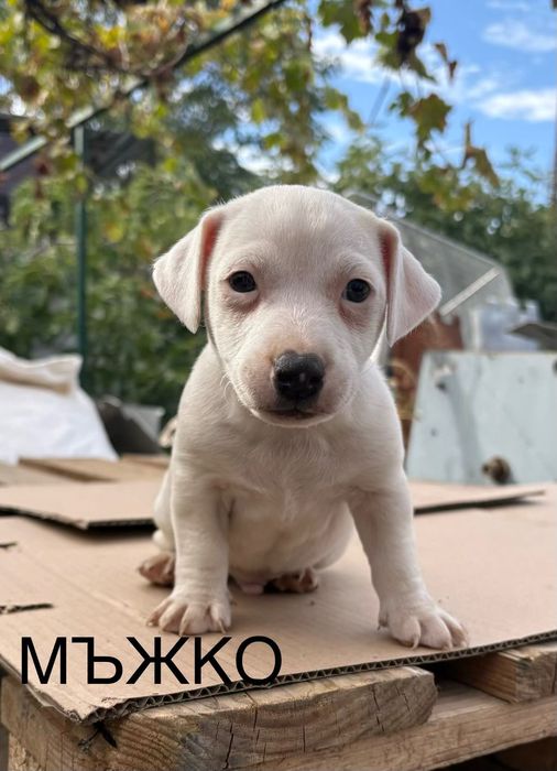 Джак Ръсел Кученца