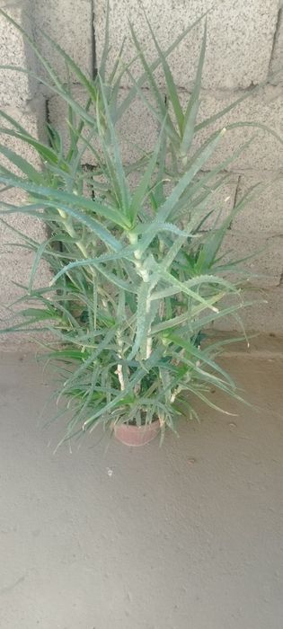 Sotiladi gullar  srochna