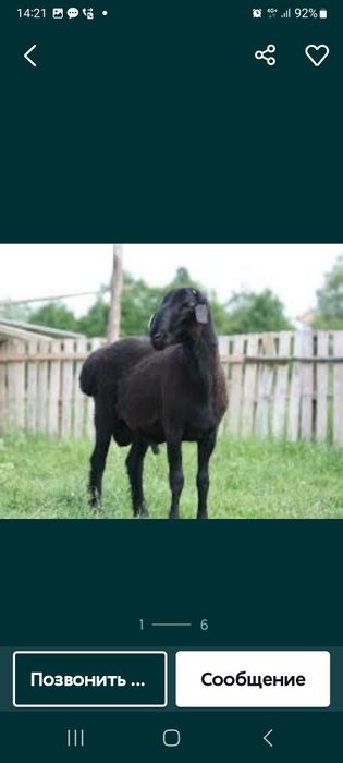 Курбандыка кой бар