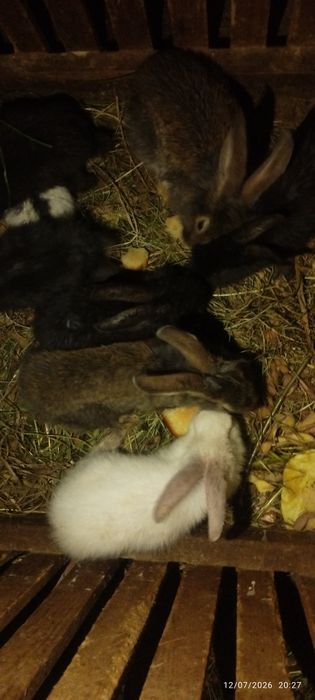 Quyon sotiladi 35 mingdan boshlanadi