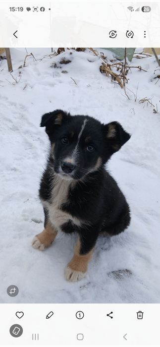 Домашние животные