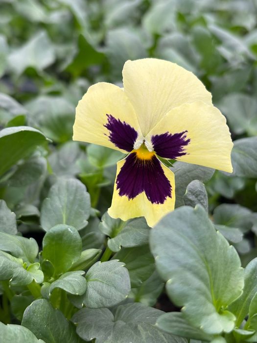 Теменужки в табли