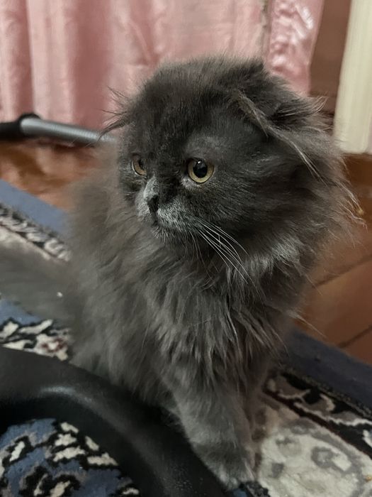 Скотч фолд хайланд