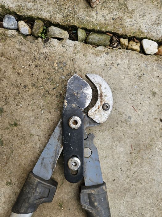 foarceci wolf  ramuri groase