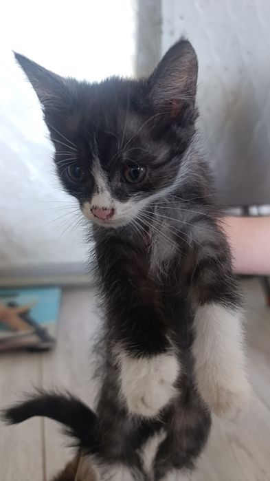 Котята,в хорошие рукки,около  ...