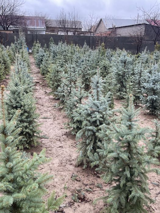 Голубая ель Archa goluboy moviy pitomnikdan 0.5 metrdan 6 metrgacha