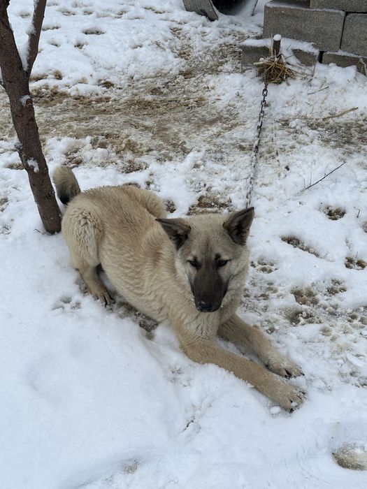 Аиданың лайка күшігі