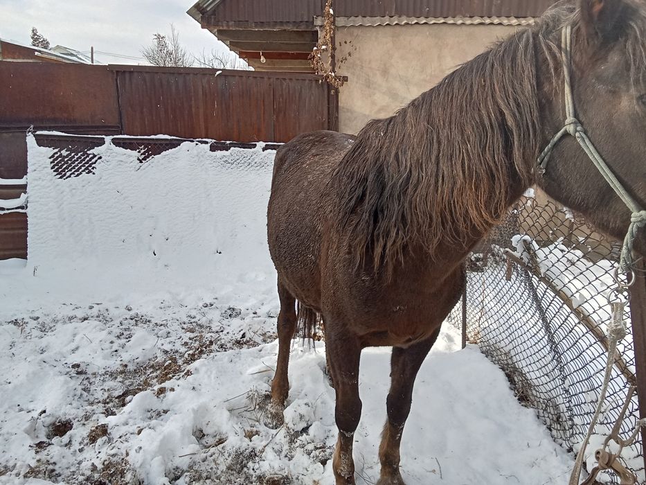 Бие сатылады семиз