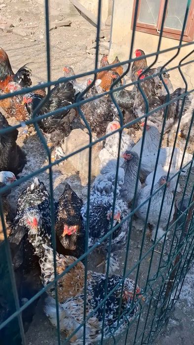 Vând cocoși și gaini brahma vaccinați și deparazitați
