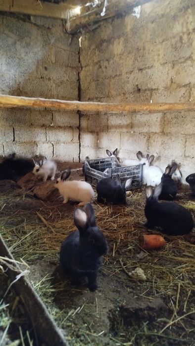 Куёнчалар сотилади