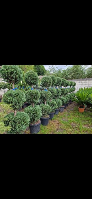 Vând pon pon de diferite culori