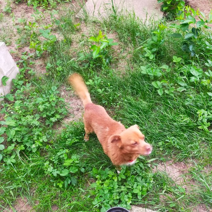 Donez Cățel talie mică!
