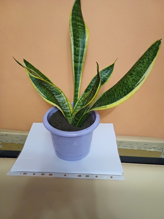 Продам цветы комнатные.