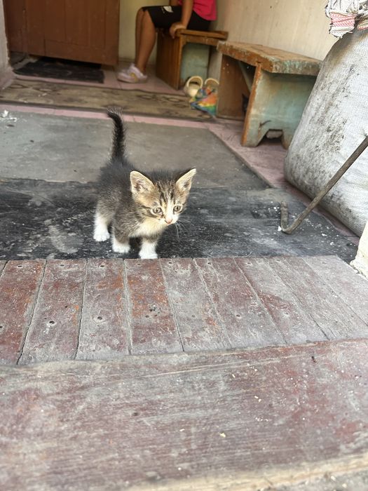 Отдам котят в хорошие руки