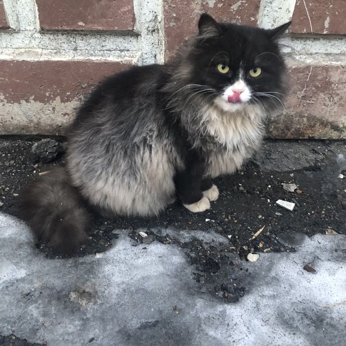 Животные. Кошки.