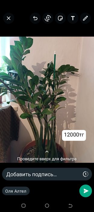 Продам! Комнатные цветочки.