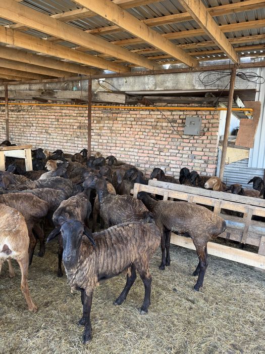 Продажа баранов в городе