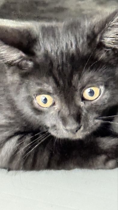 Отдаем в хорошие руки