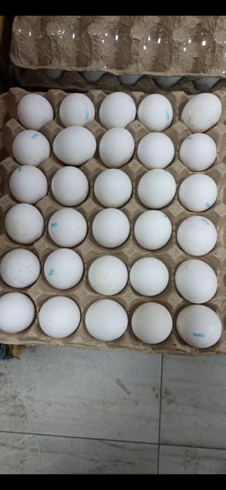 Куриное яйцо отборка