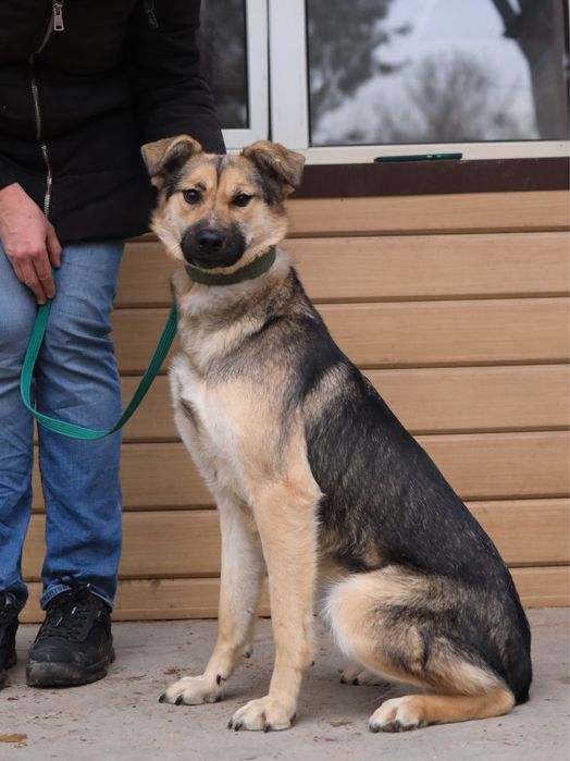 Семейная собака - компаньон Стелла