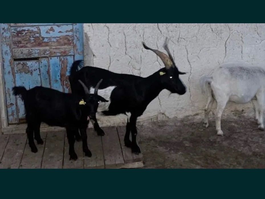 Ешкілер сатылады козы