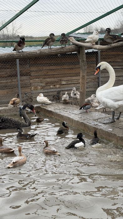 Лебеди, гъзки, патки