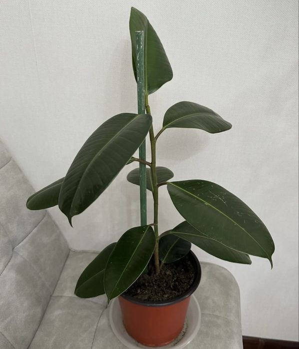 Домашные цветы от 3000 тг