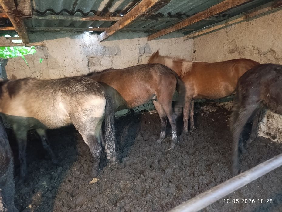 Продам жирных коней